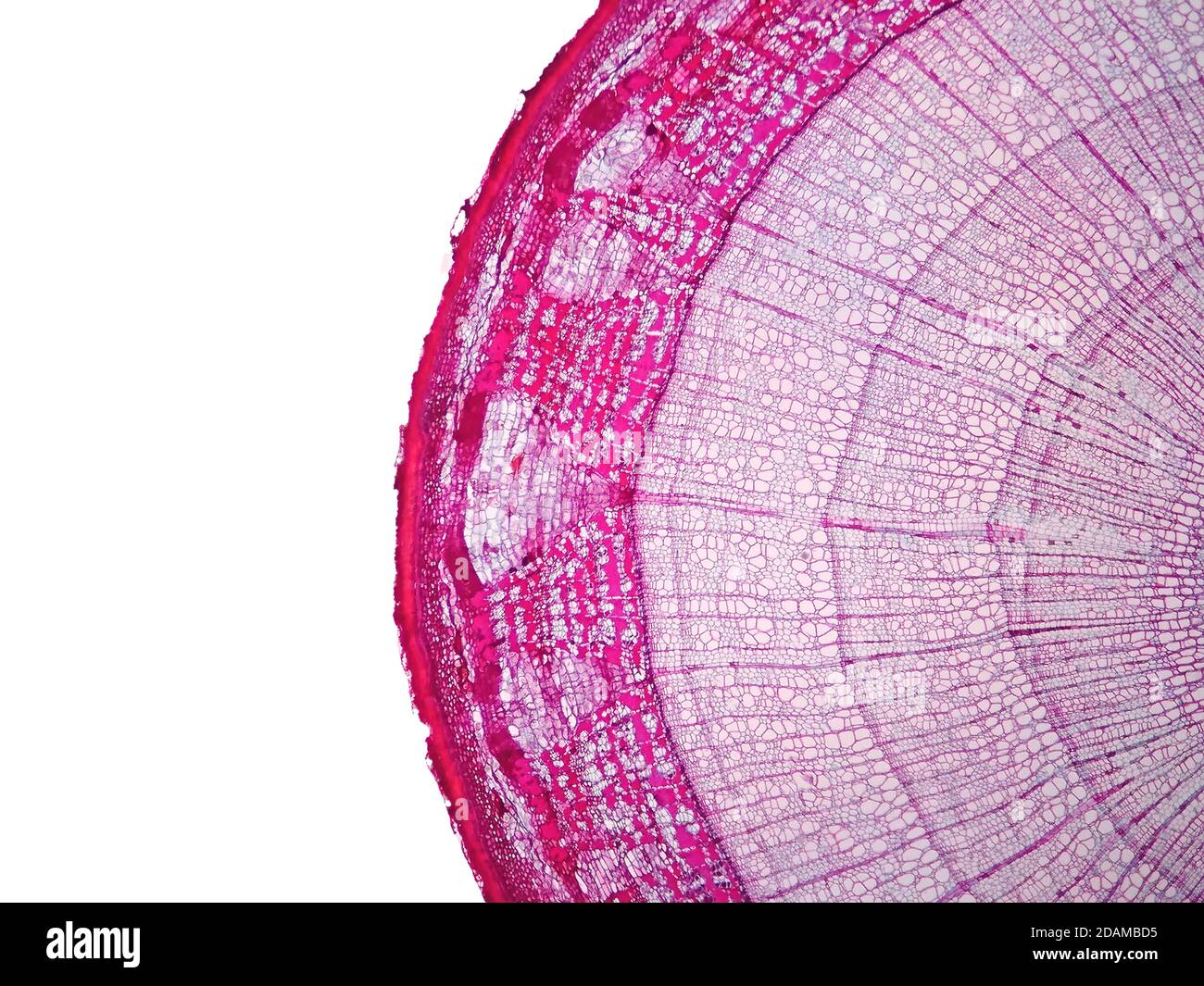 Stelo della pianta, micrografia leggera. Foto Stock