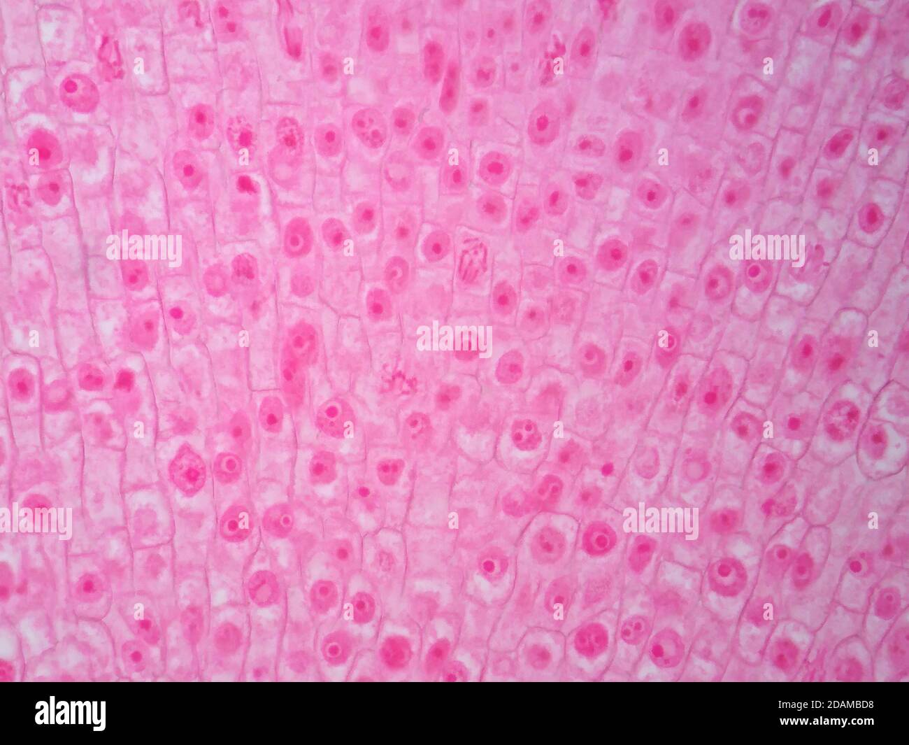Radice di pianta, micrografia leggera. Foto Stock