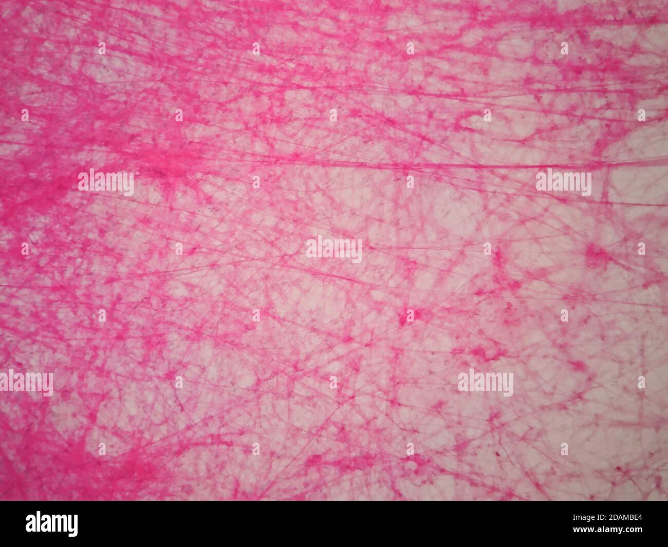 Tessuto areolare umano, micrografia leggera. Foto Stock