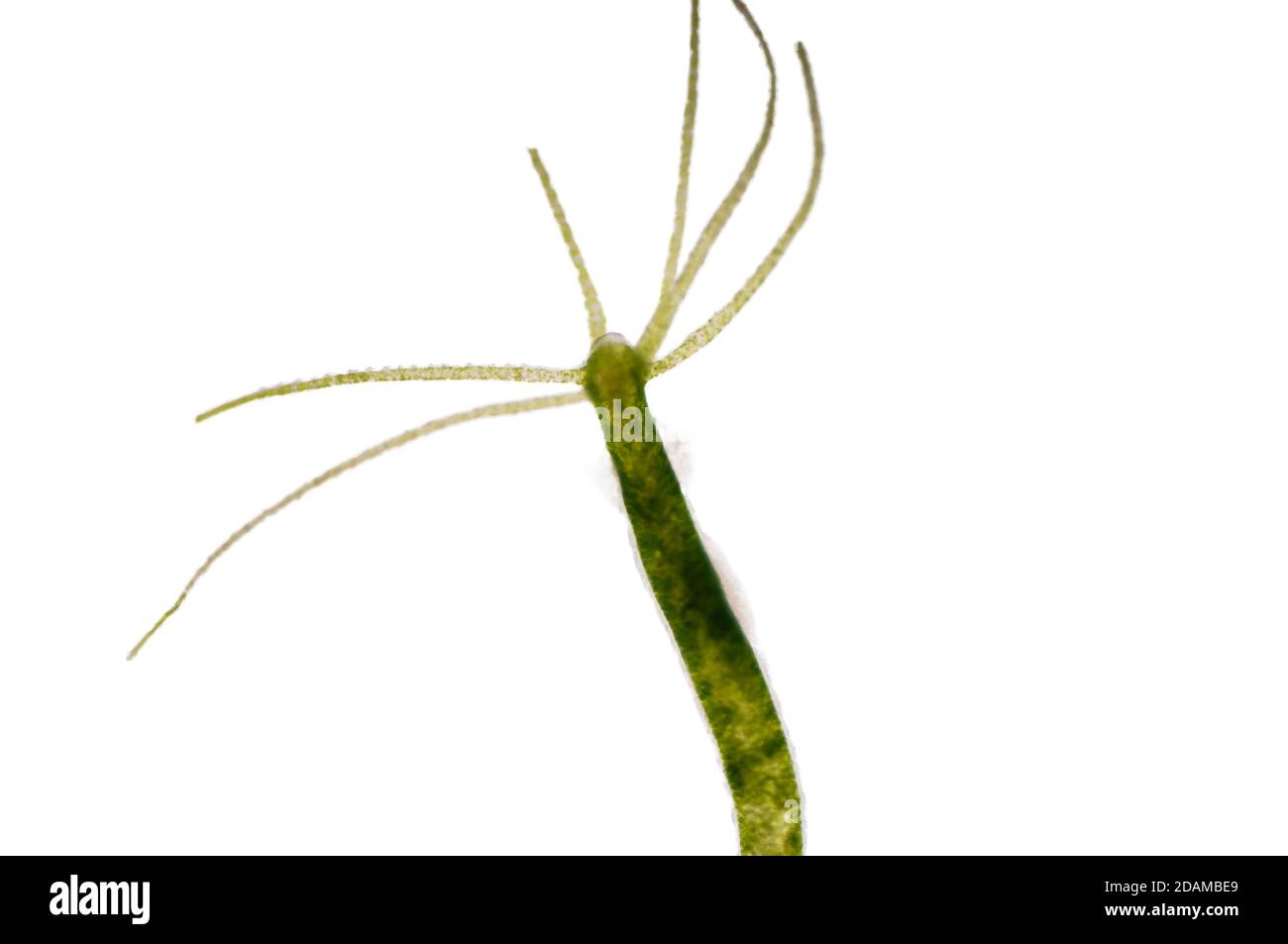 Hydra, micrografia leggera. Hydra sono piccoli animali d'acqua dolce del phylum Cnidaria e della classe Hydrozoa. Foto Stock