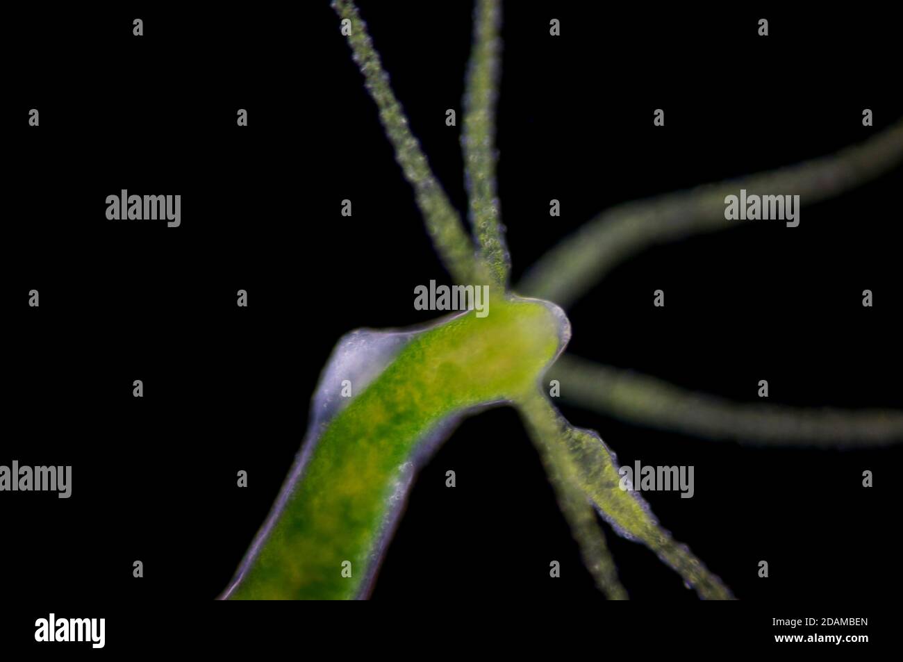 Hydra, micrografia leggera. Hydra sono piccoli animali d'acqua dolce del phylum Cnidaria e della classe Hydrozoa. Foto Stock