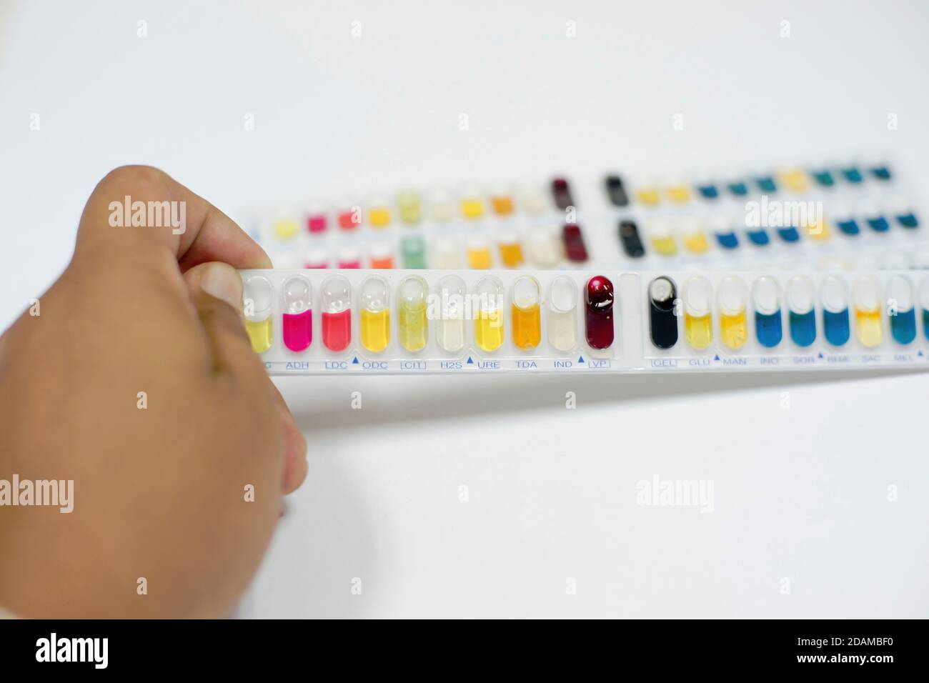 Kit di test per l'identificazione di batteri Gram positivi e Gram negativi e lieviti. Foto Stock