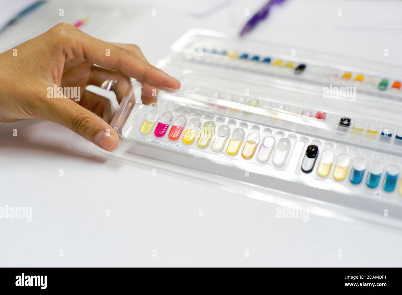 Kit di test per l'identificazione di batteri Gram positivi e Gram negativi e lieviti. Foto Stock