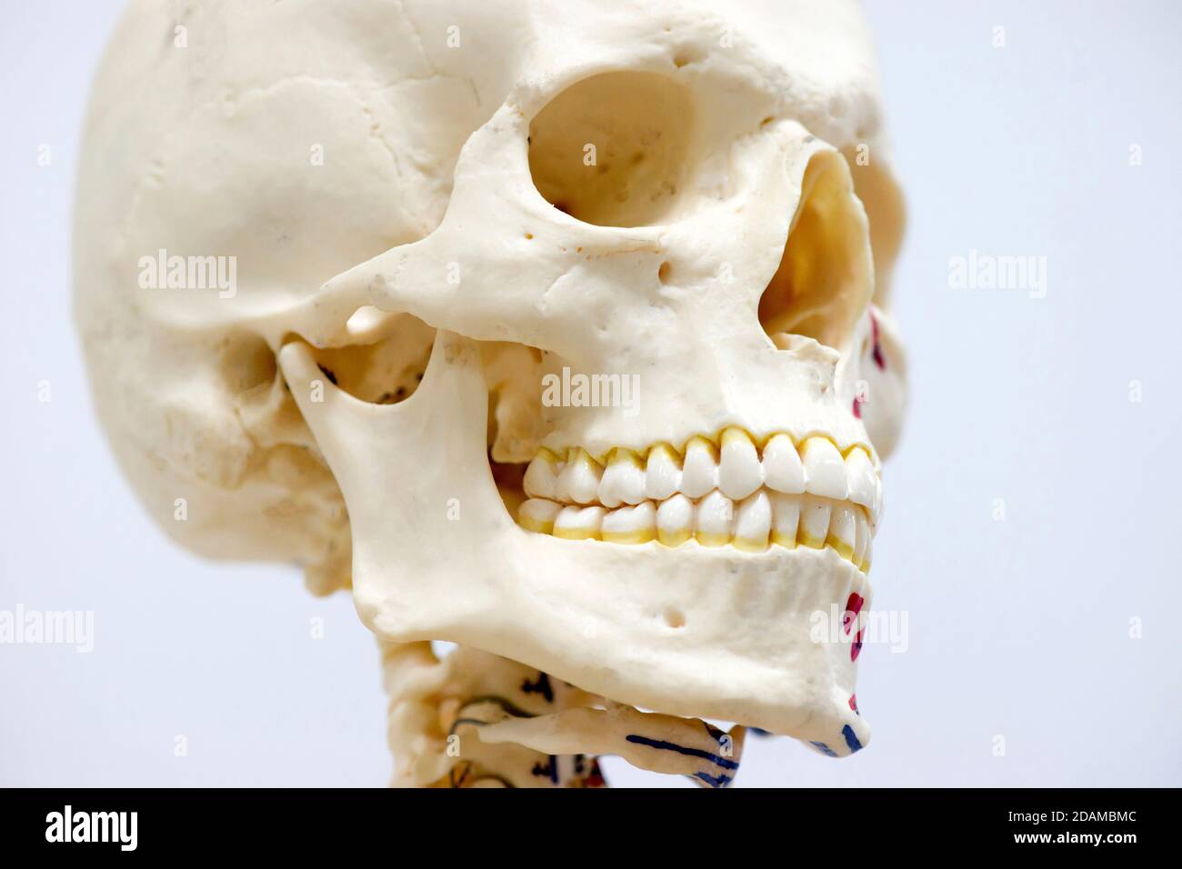 Modello anatomico cranio umano. Foto Stock