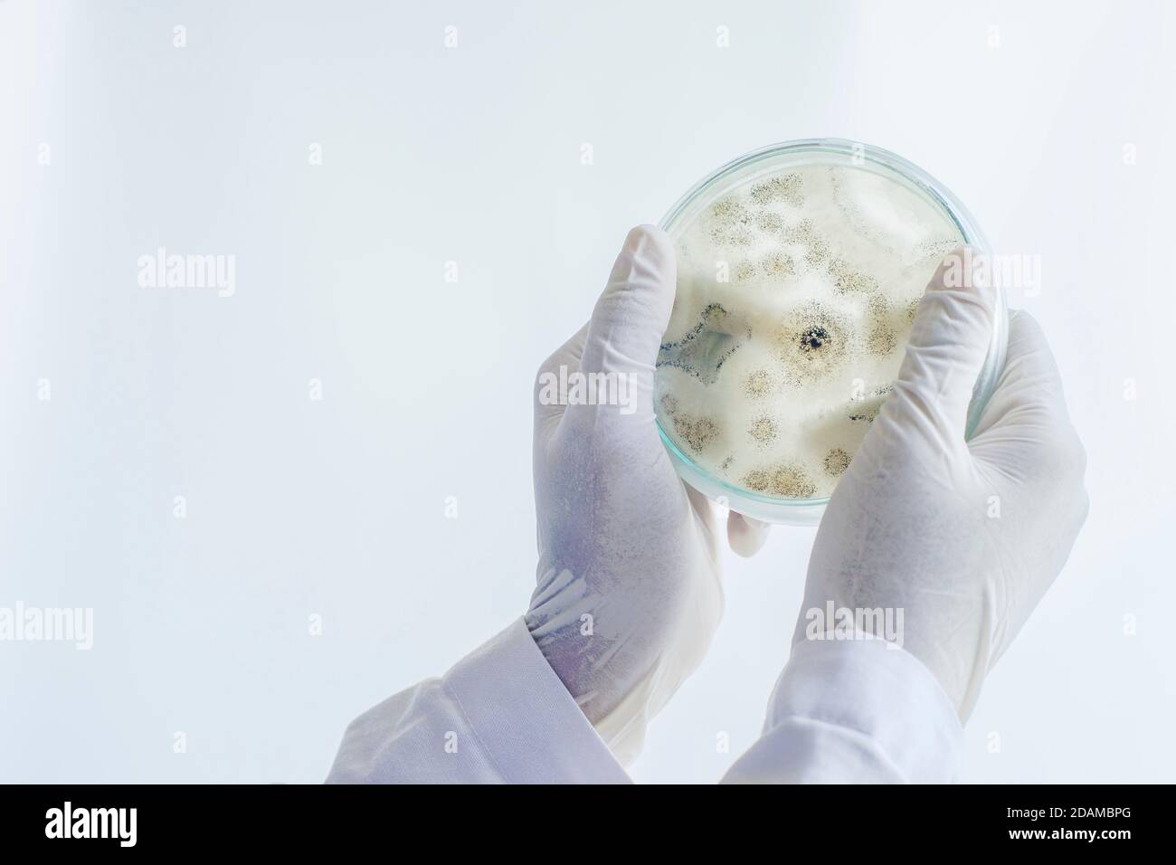 Aspergillus niger cultura fungus. Foto Stock