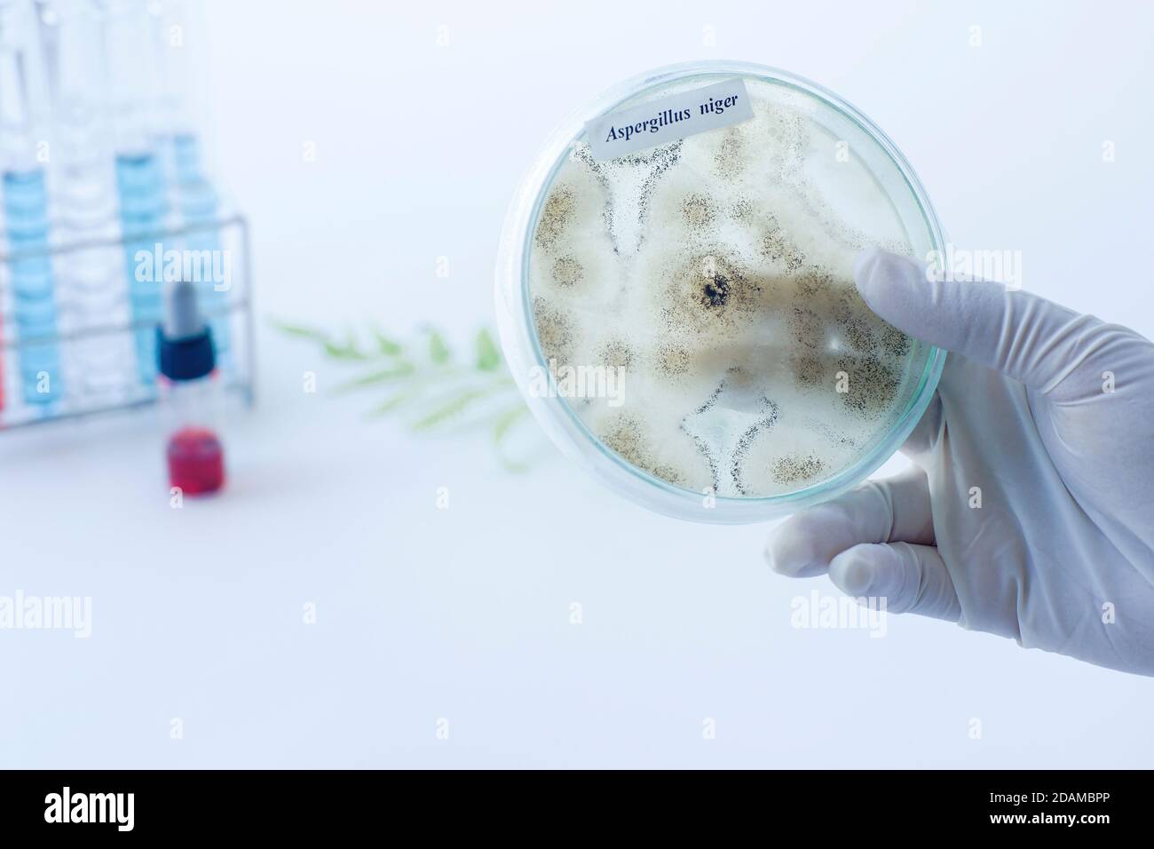 Aspergillus niger cultura fungus. Foto Stock