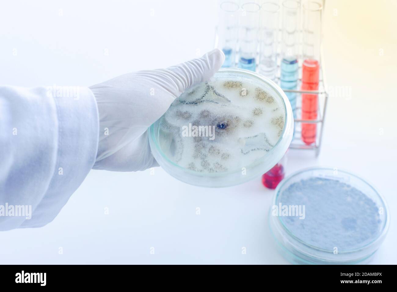 Aspergillus niger cultura fungus. Foto Stock