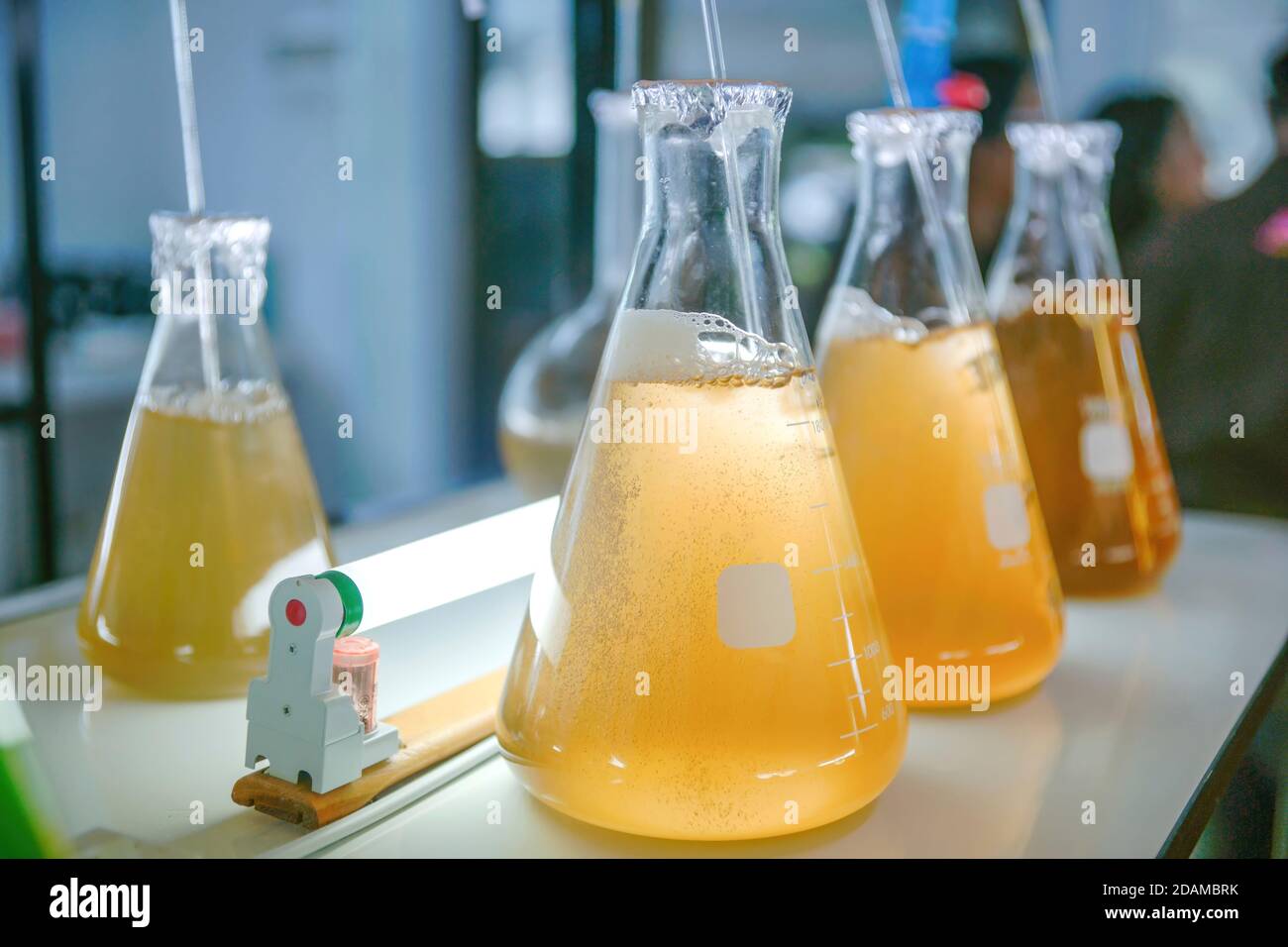 Colture marine di plancton in fiasche in laboratorio. Foto Stock