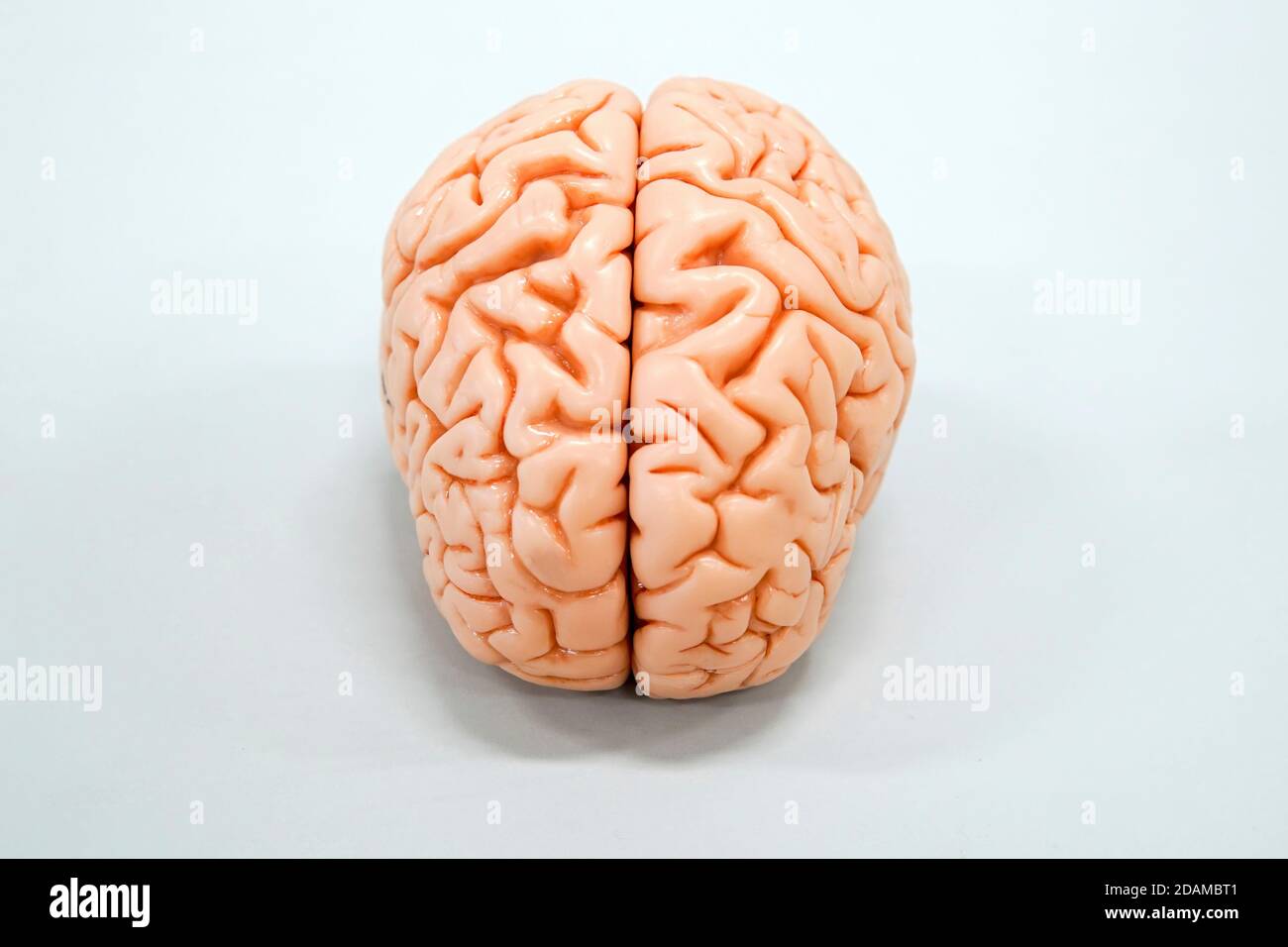 Modello anatomico cerebrale umano. Foto Stock