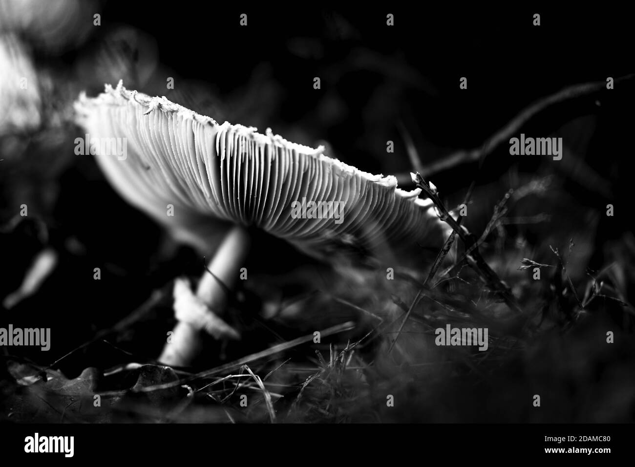 Colpo in scala di grigi di un fungo di molibditi di clorofilla in un campo con uno sfondo scuro e sfocato Foto Stock