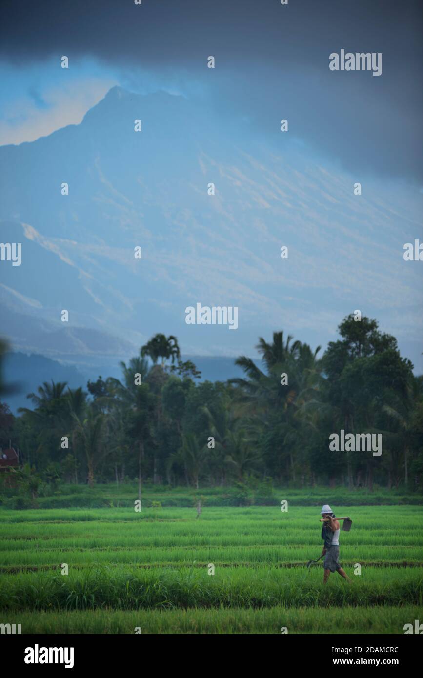 Monte Rinjani visto oltre campi di riso e palme, Tetebatu, Lombok, Indonesia. Agricoltura del riso. Foto Stock