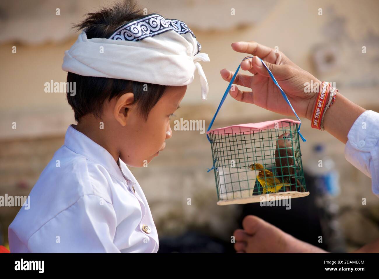 Ragazzo balinese in abbigliamento tradizionale festivo guardando un piccolo uccello in una gabbia. Celebrazioni per la celebrazione di Galungan, tempio Sakenan, Bali, Indonesia Foto Stock