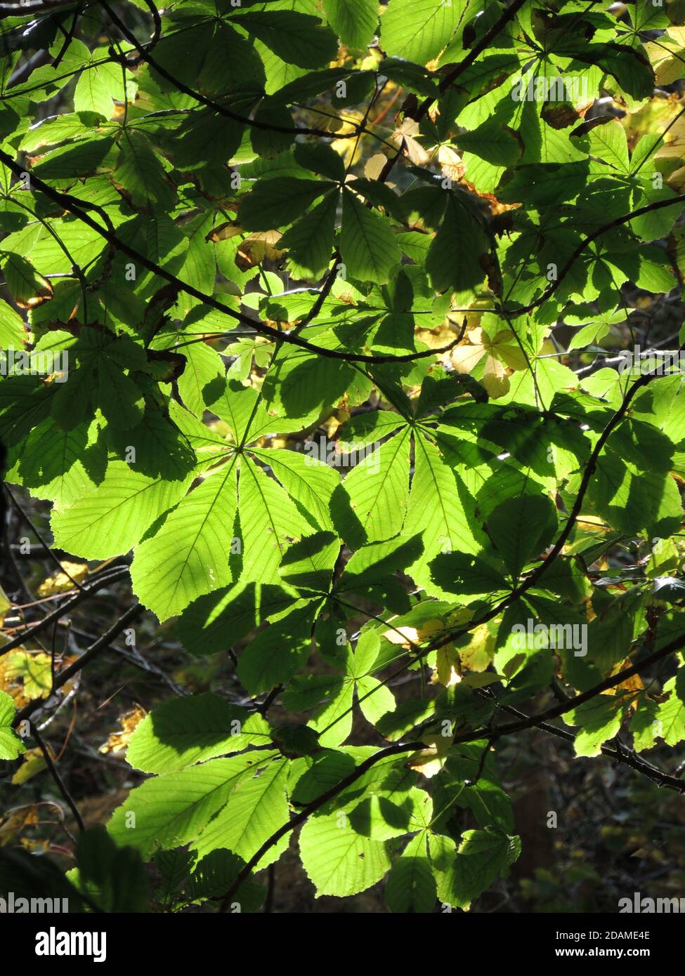 Le foglie illuminate dal sole di un albero di castagno di Cavallo (Aesculus hippocastanum). Foto Stock