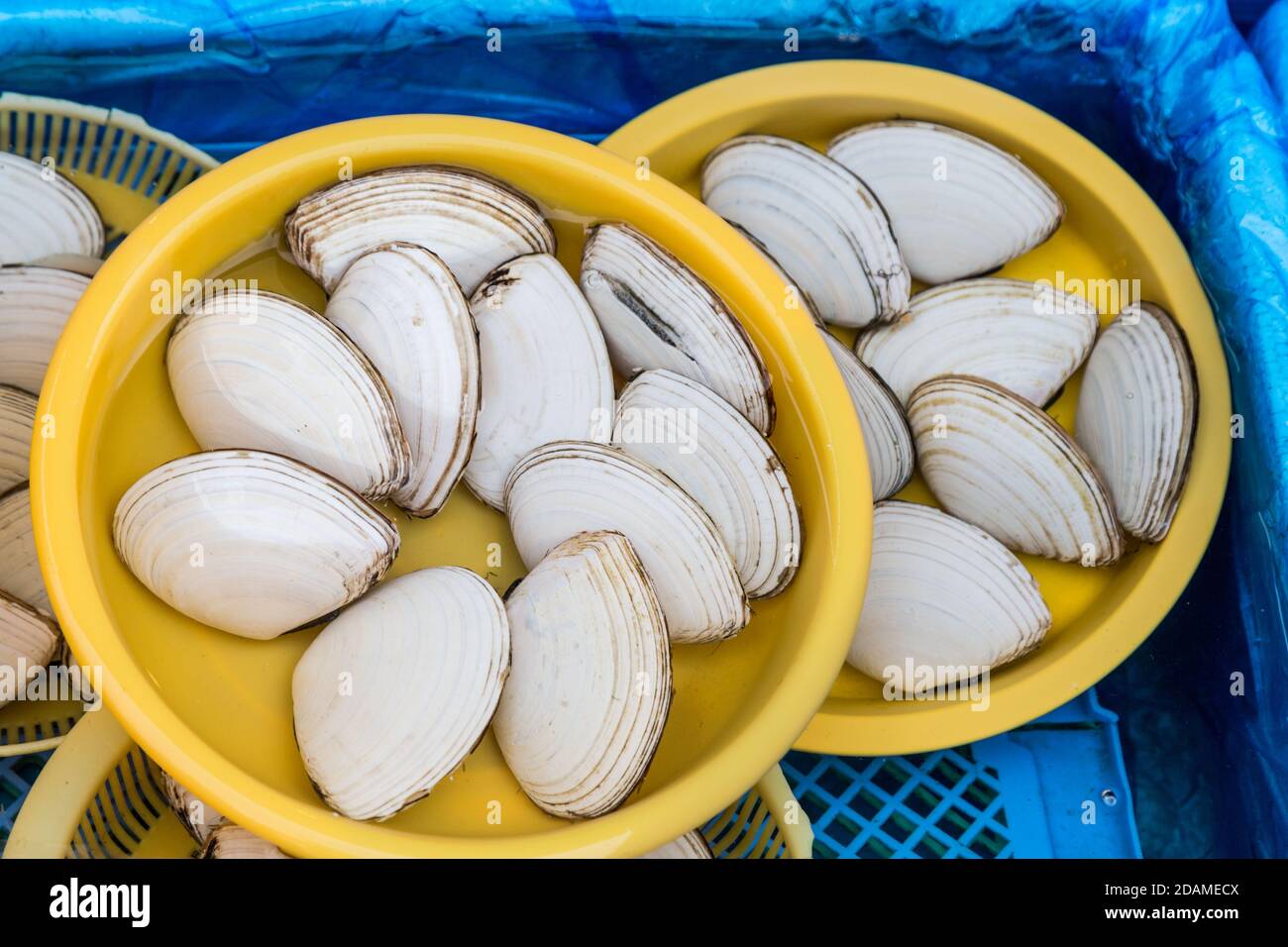 Il clam giapponese bianco fresco ha venduto nel mercato di Hokkaido durante l'inverno Foto Stock