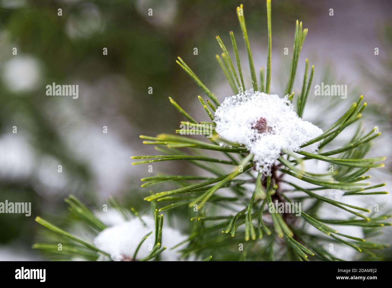 Closeup di fiocco di neve su foglia di abete rosso pino Foto Stock
