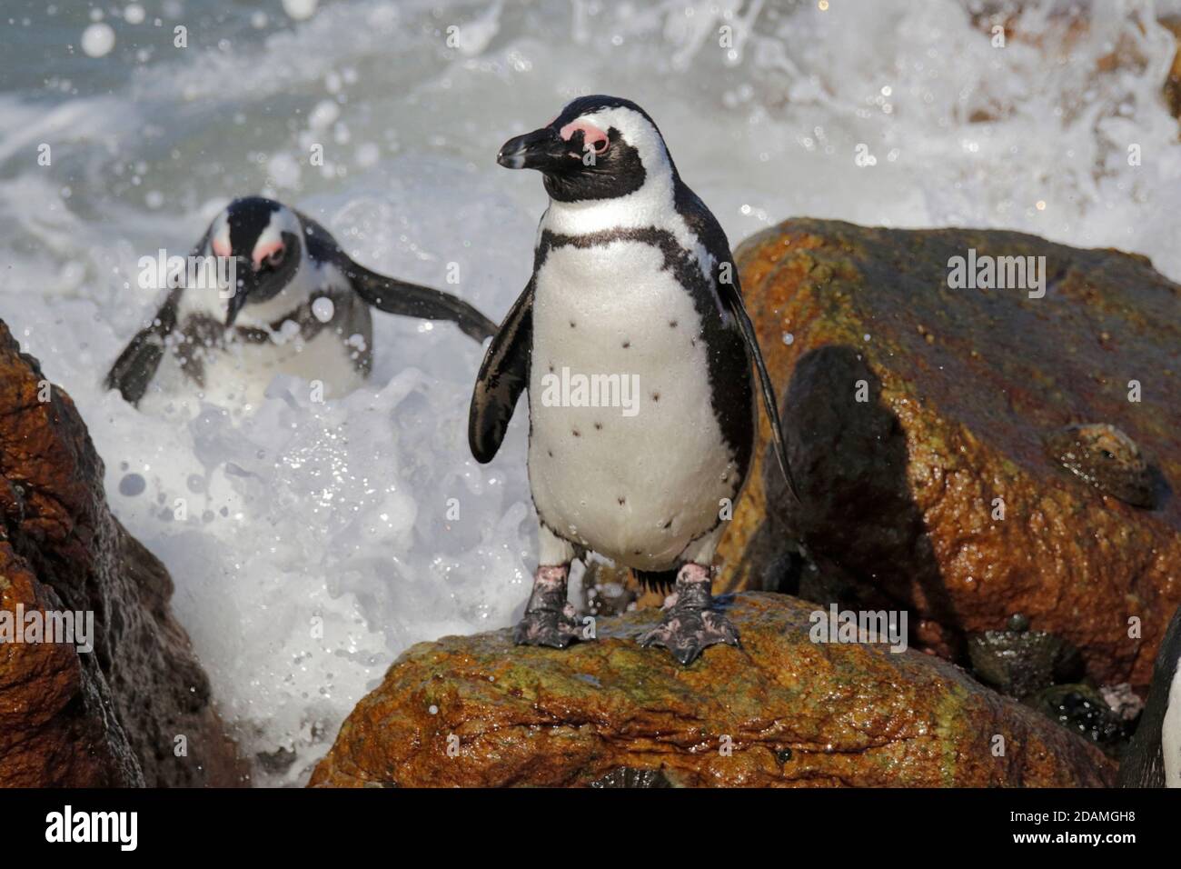 Pinguini africani (Speniscus demerssus), colonia dei pinguini di Boulders, Bettys Bay, Table Mountain National Park, Provincia del Capo, Sudafrica 24 settembre 2012 Foto Stock