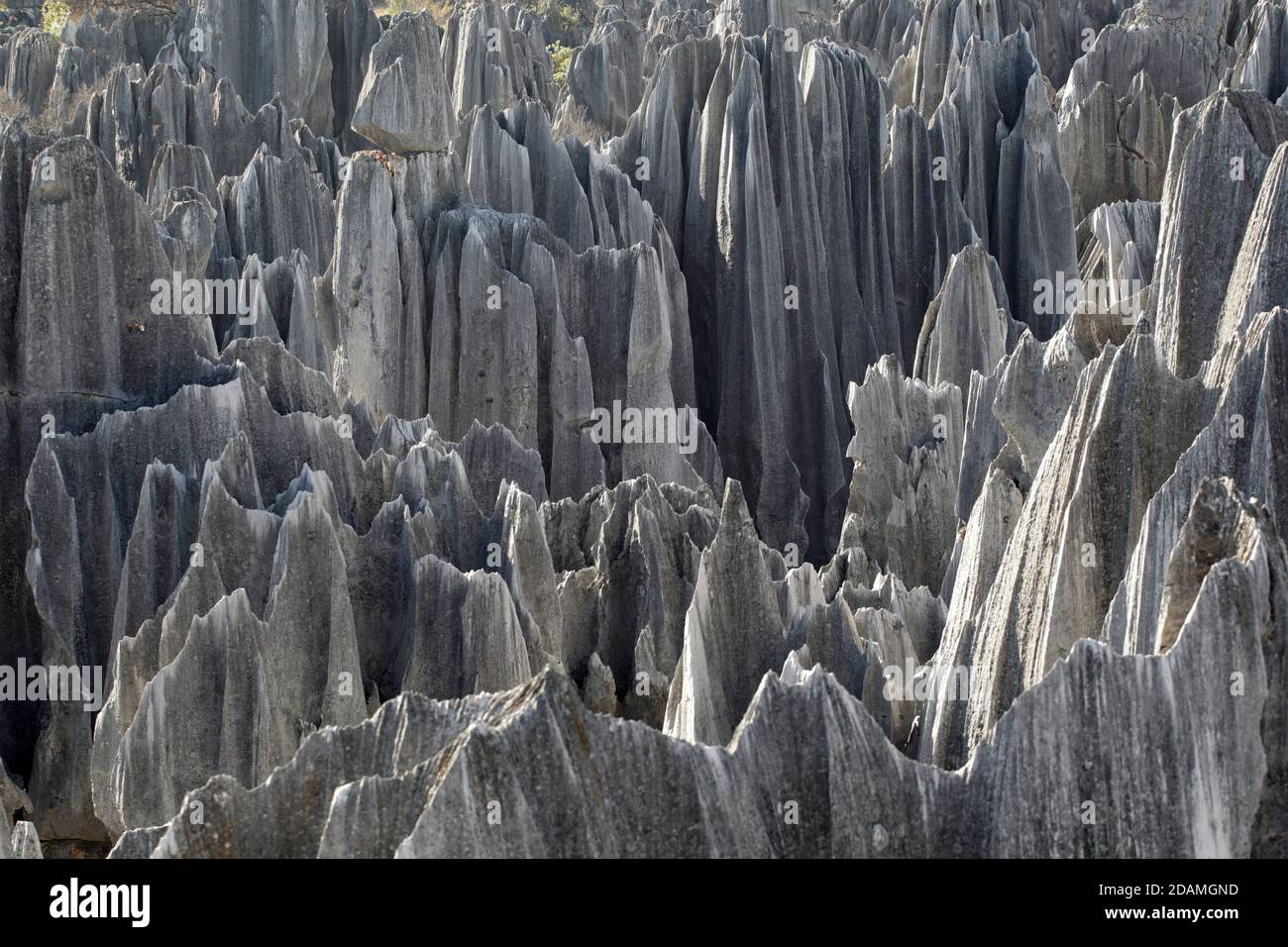 Shilin (Foresta di pietra), attrazione turistica vicino a Kunming, Yunnan, Cina 2012 dicembre Foto Stock