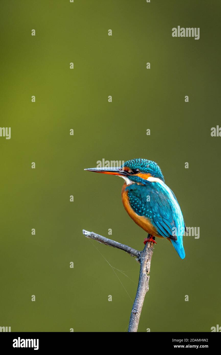 Il Martin pescatore comune o atthis di Alcedo è un piccolo uccello colorato ritratto con sfondo verde naturale al parco nazionale keoladeo ghana o bharatpur india Foto Stock