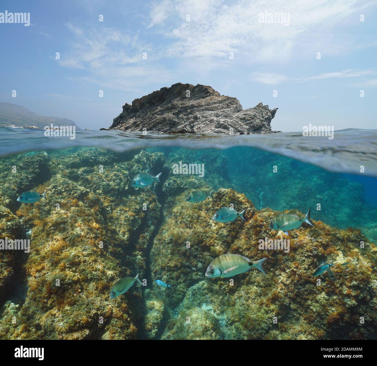 Mare di isola rocciosa con pesci sott'acqua, mare Mediterraneo, vista su e sotto la superficie dell'acqua, Spagna, Costa Brava, Colera, Catalogna Foto Stock