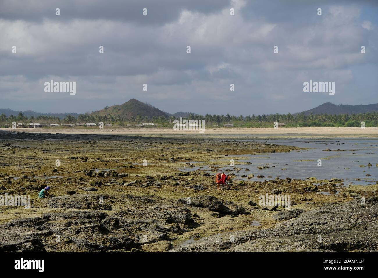 Indonesia Lombok - cercatori di conchiglie a Batu Payung e Pantai Pedauf Foto Stock