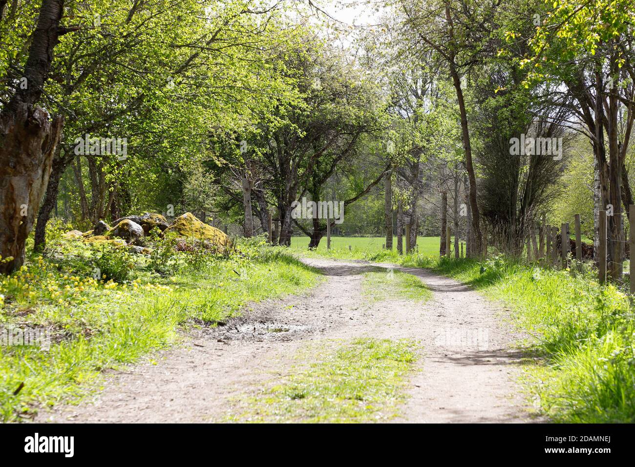 Stretta strada forestale circondata da verde chiaro durante la primavera,. Foto Stock