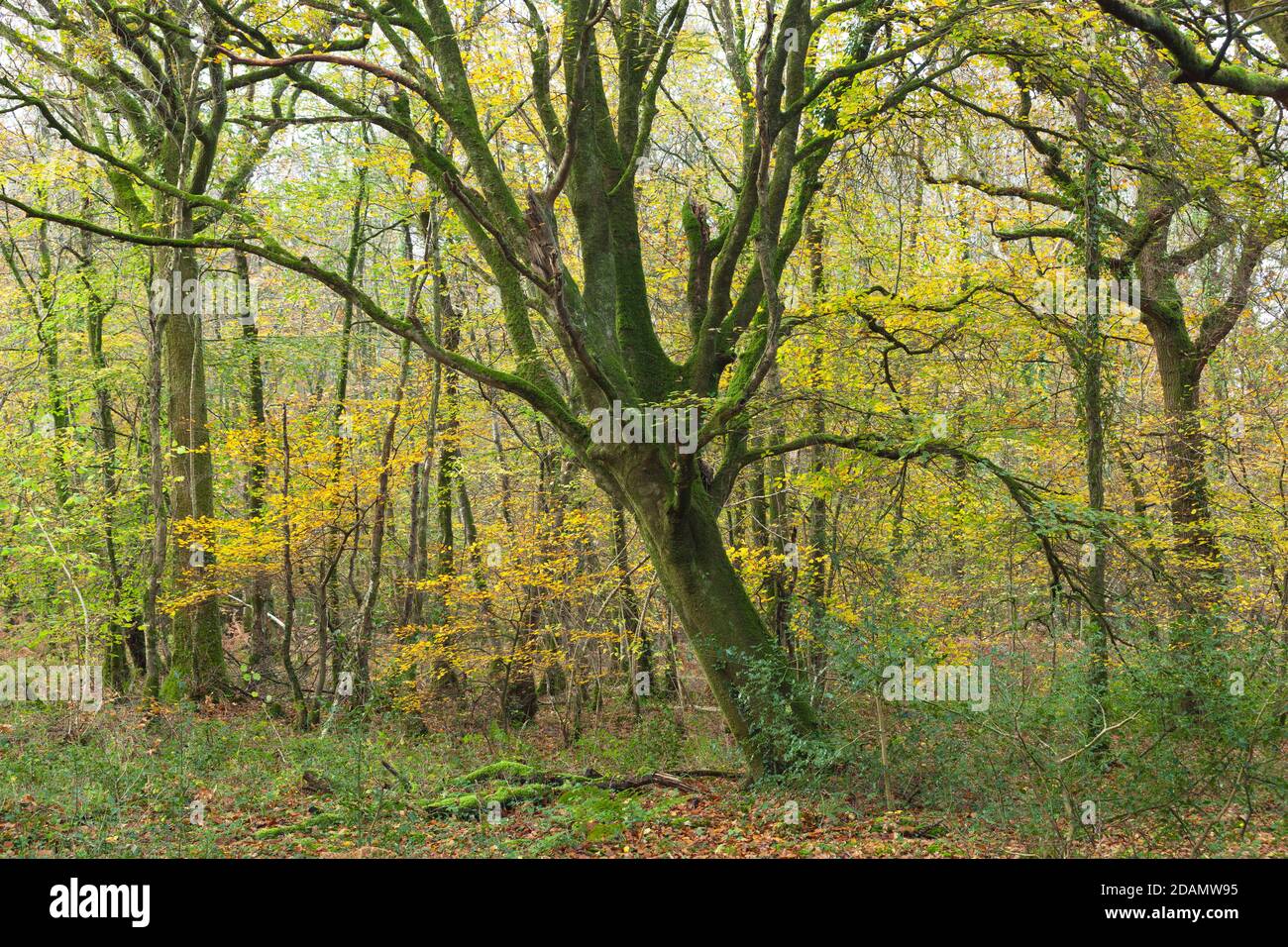 Alte Buche im Wald auf der Cotentin Halbinsel Normandie. Foto Stock