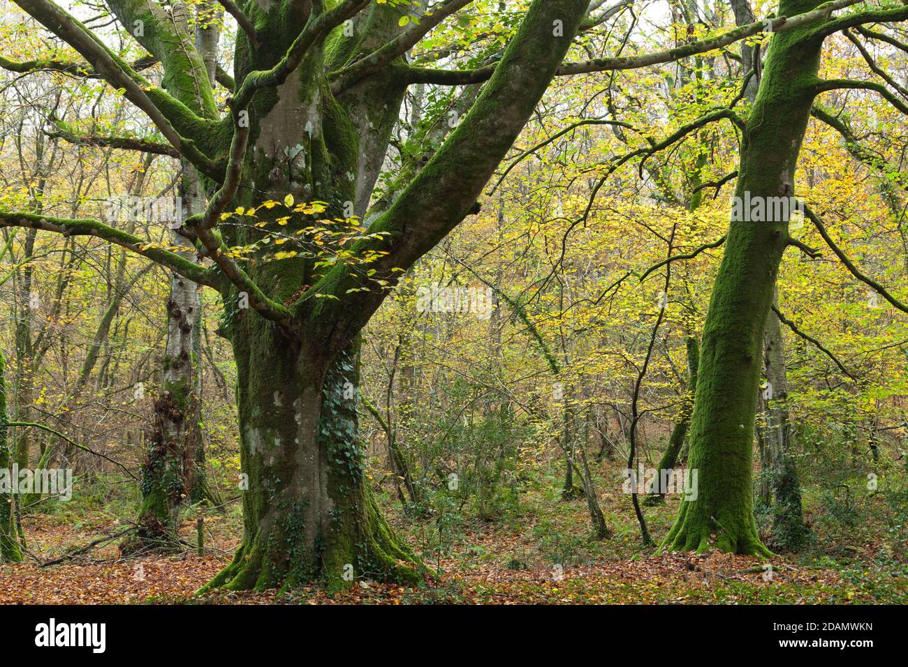 Alte Buche im Wald auf der Cotentin Halbinsel Normandie. Foto Stock