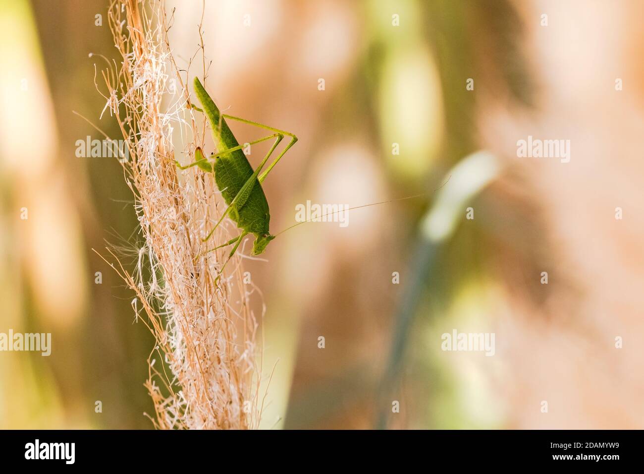 Un gracopper verde si arrampica con cura su un'erba secca di pampas Foto Stock