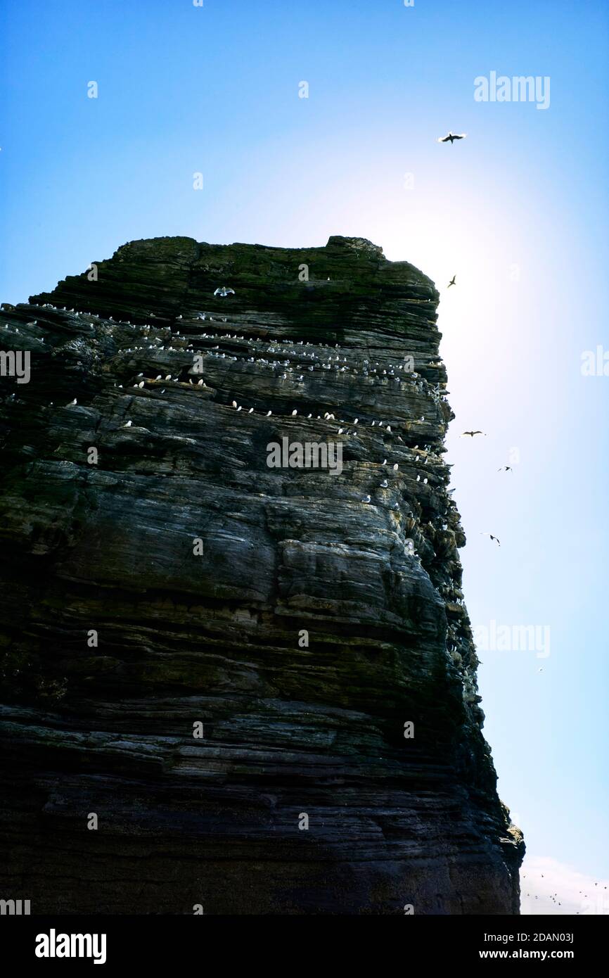 Migliaia di uccelli marini vivono sulla roccia del Pan di zucchero presso i Chasms, Isola di Man Foto Stock