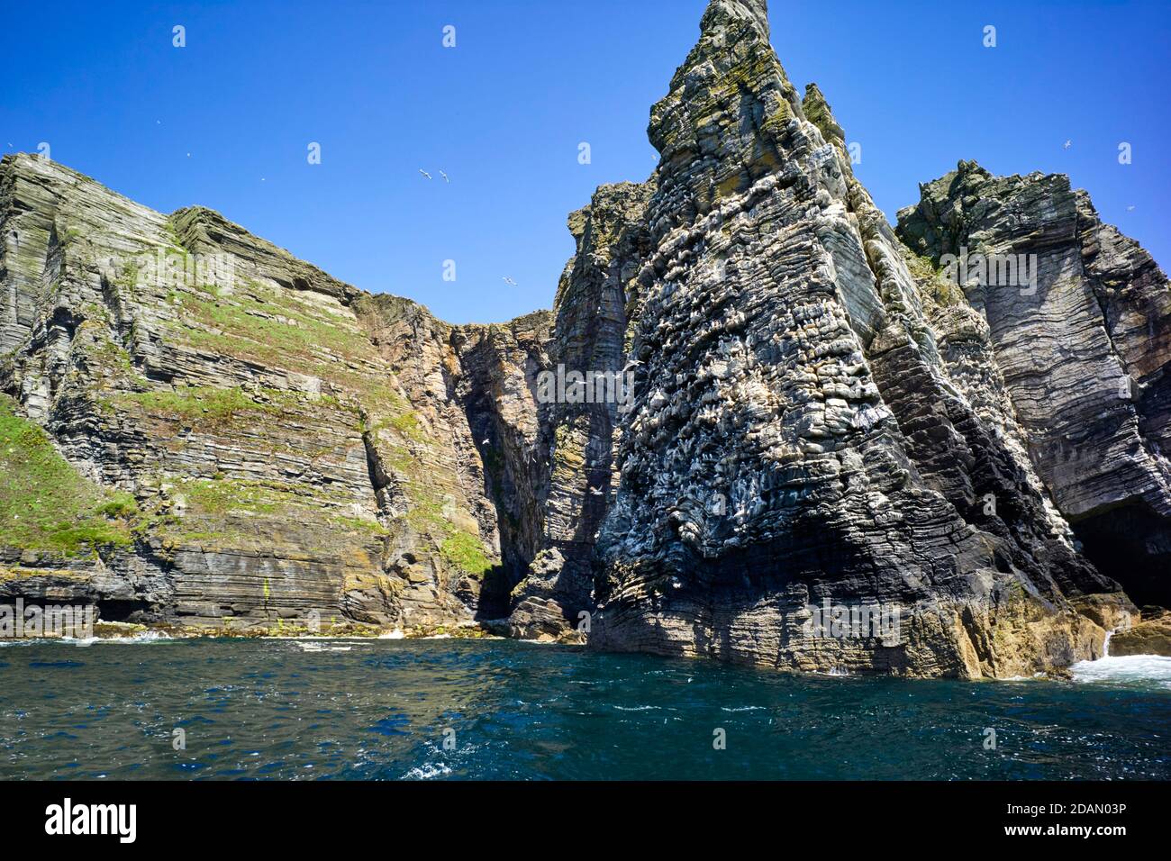 Migliaia di uccelli marini vivono sulla roccia del Pan di zucchero presso i Chasms, Isola di Man Foto Stock