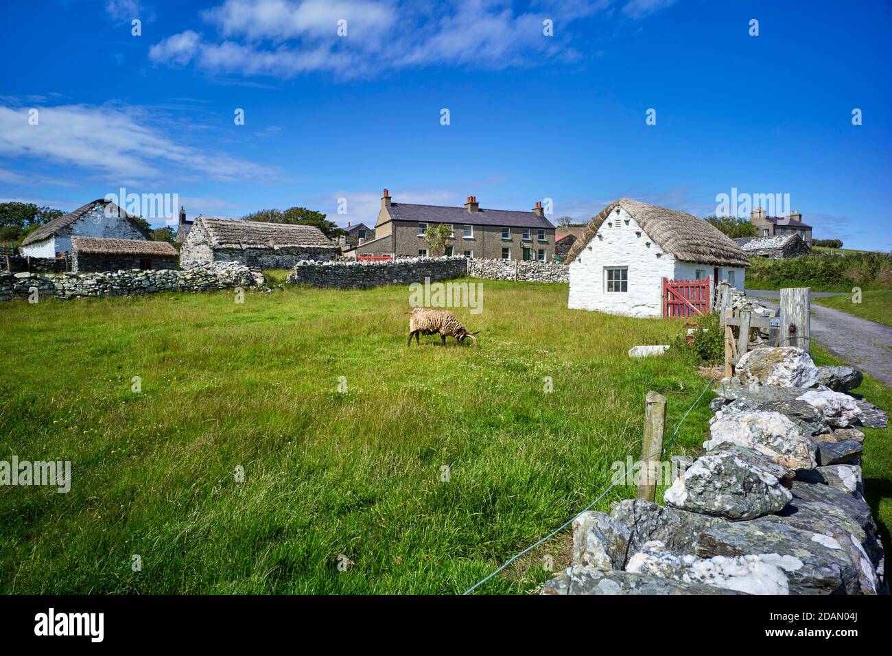 Cregneash il villaggio museo vivente con tradizionale paglia su cottage e pecora di loaghtan Foto Stock