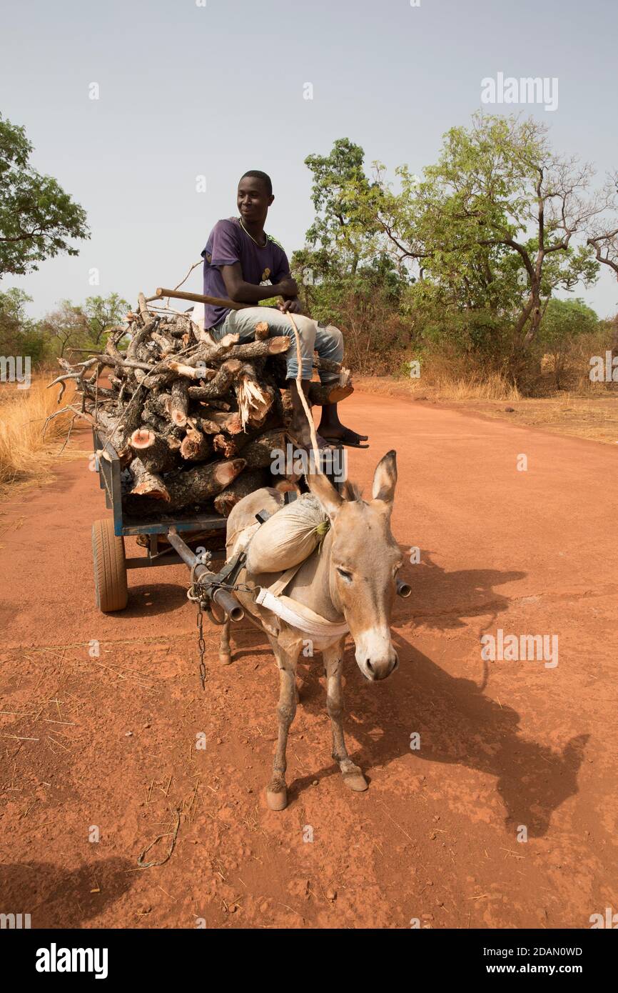 Selingue, Mali, 28 aprile 2015; Moussa Kane, 18 con legno ha tagliato il suo carrello di asino. Ha iniziato a tagliare il legno sei anni fa. Venderà questo t Foto Stock