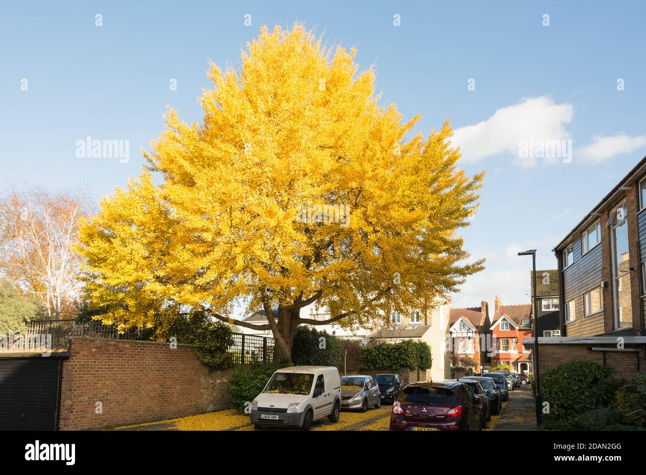 Un albero autunnale di Ginkgo biloba Foto Stock
