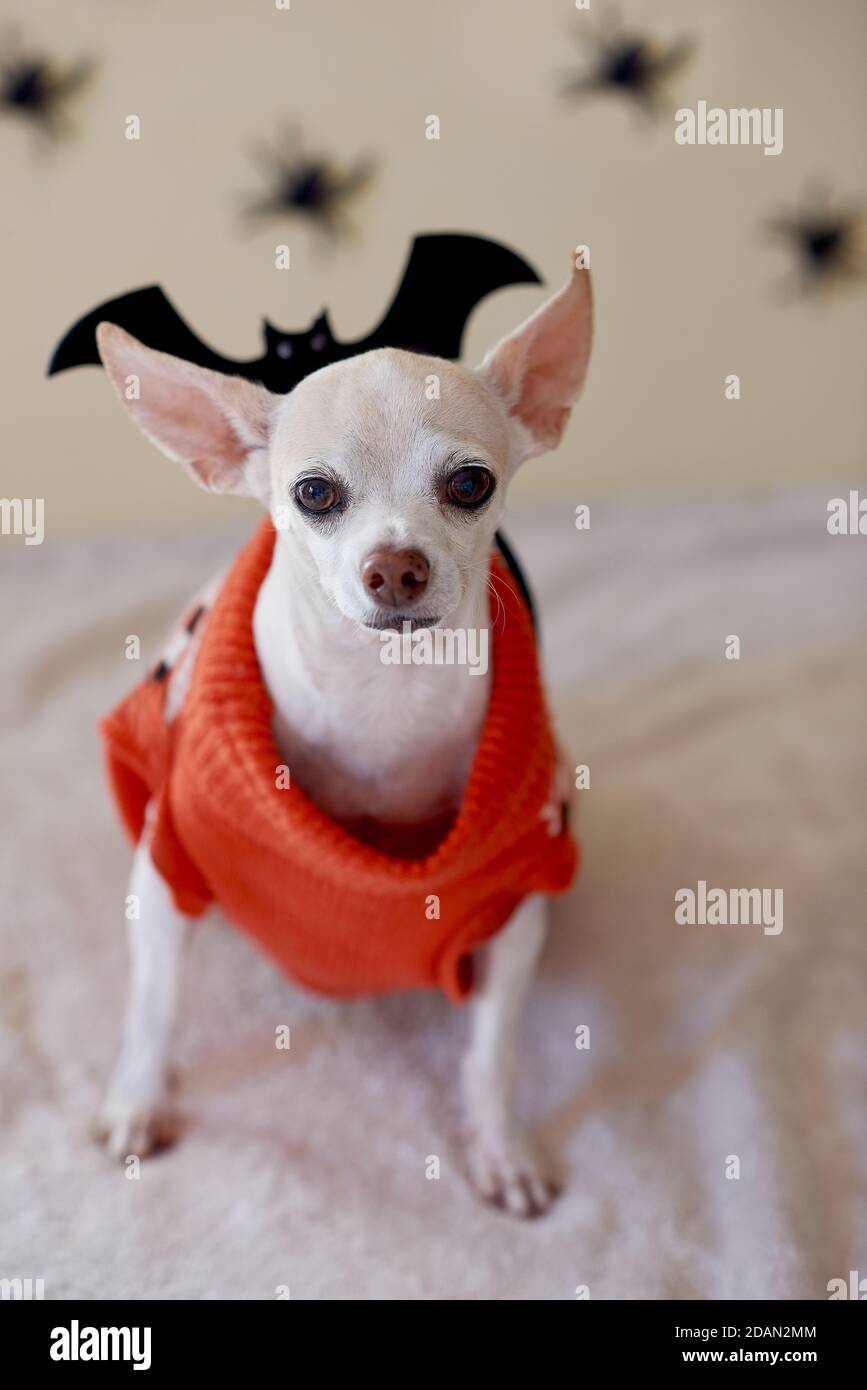 Chihuahua celebra Halloween a casa Foto Stock