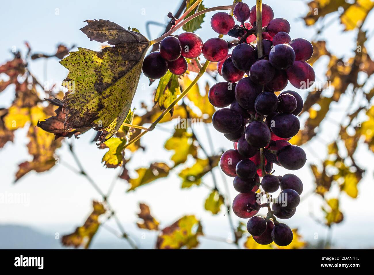 Mazzo di uve del Valpolicella, la zona collinare che precede l'inizio delle Prealpi Veronesi. Foto Stock