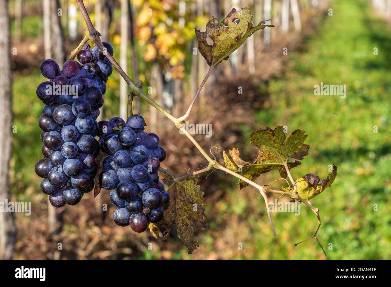 Mazzo di uve del Valpolicella, la zona collinare che precede l'inizio delle Prealpi Veronesi. Foto Stock