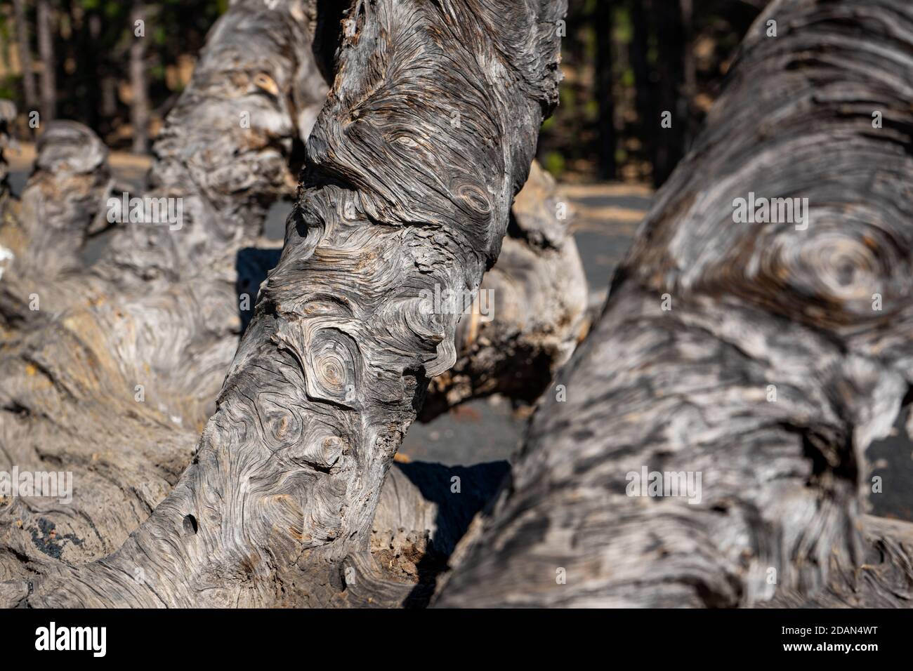 Close up di legno Foto Stock