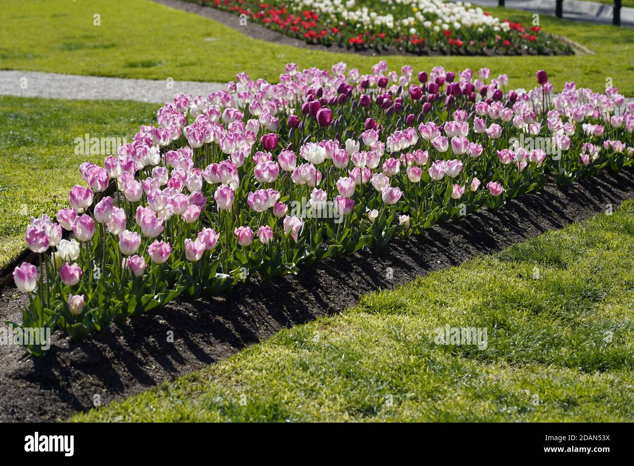 Impressionante esposizione di fiori di tulipano nel parco di Rosalind Bendigo Australia Foto Stock