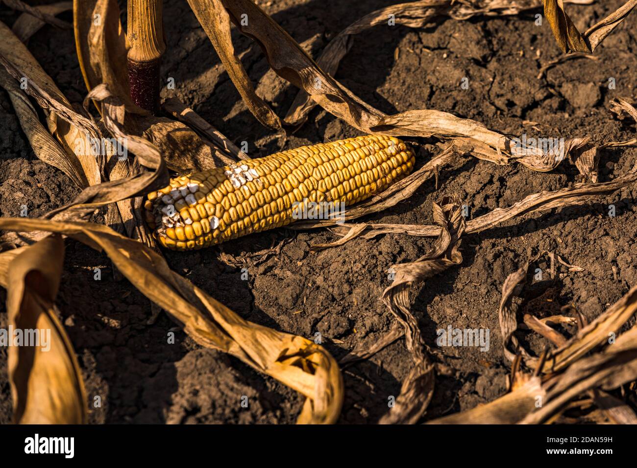 Piante di mais stanno diventando più suscettibili a malattia dovuto la siccità persistente Foto Stock