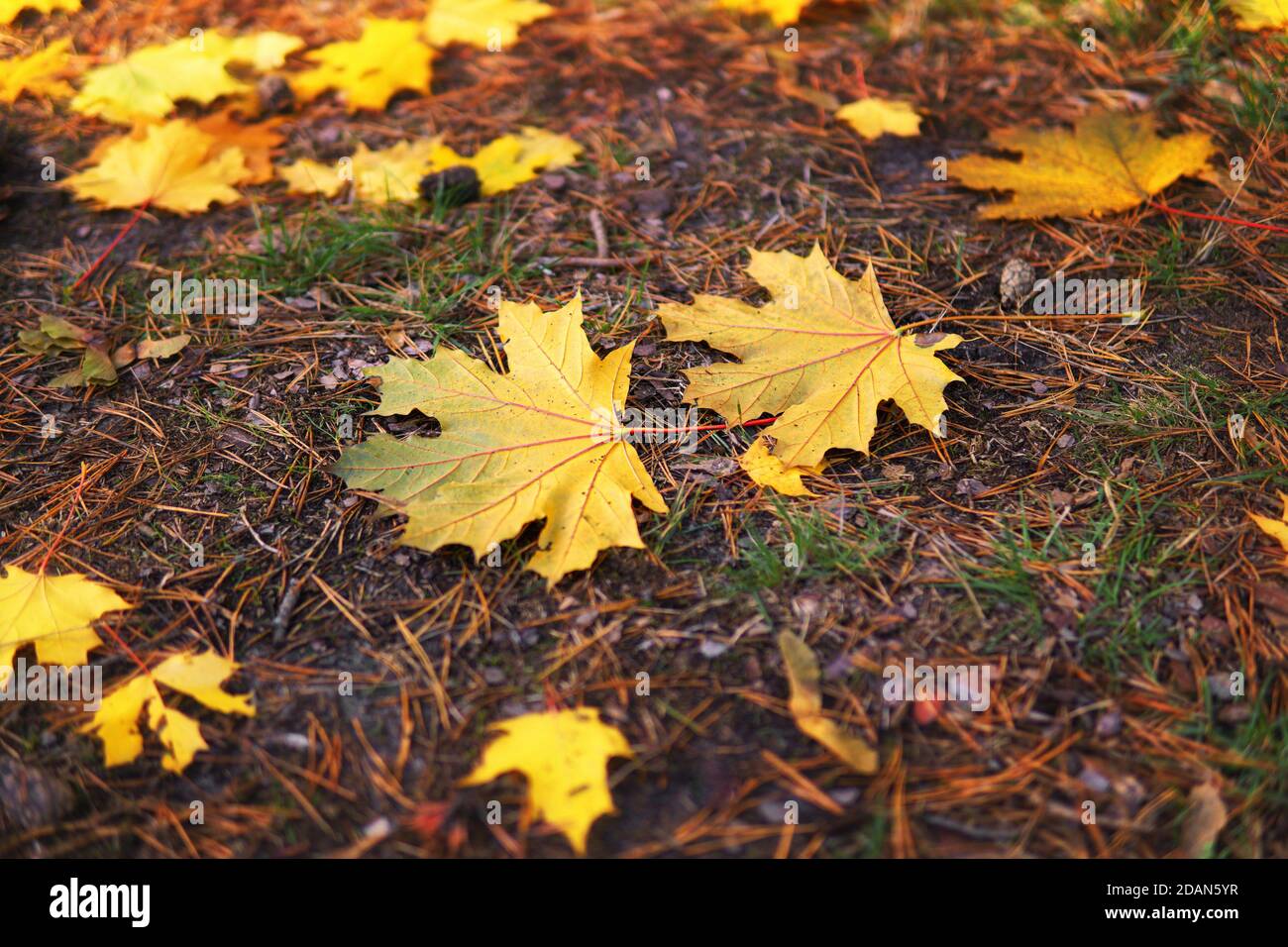 Due foglie di acero sul terreno tra aghi di pino e coni. Sfondo fogliame autunnale, fuoco selettivo. Foto Stock