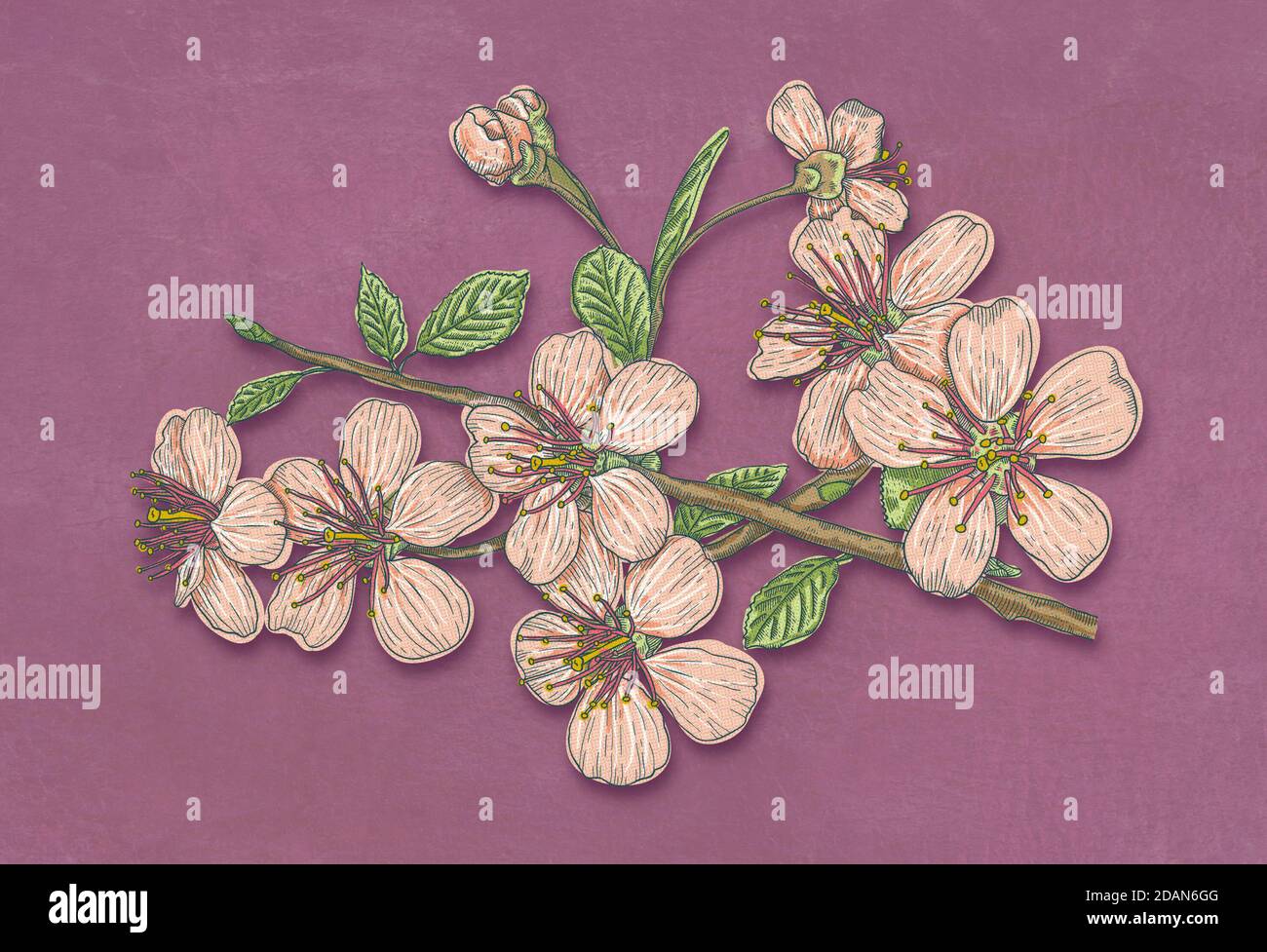 Vintage illustrazione fiori dei fiori di ciliegio. sakura vintage con applicazioni su sfondo vellutato. Foto Stock