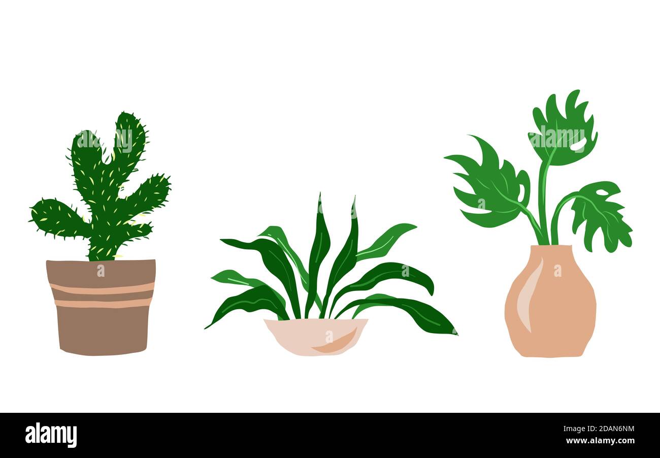 Piante da giardino interne e fiori freschi isolati su sfondo bianco. Casa crescente vasato piante domestiche insieme per serra progettazione. Geranio e Idrangea, Coleo e Cactus, illustrazione vettoriale Illustrazione Vettoriale