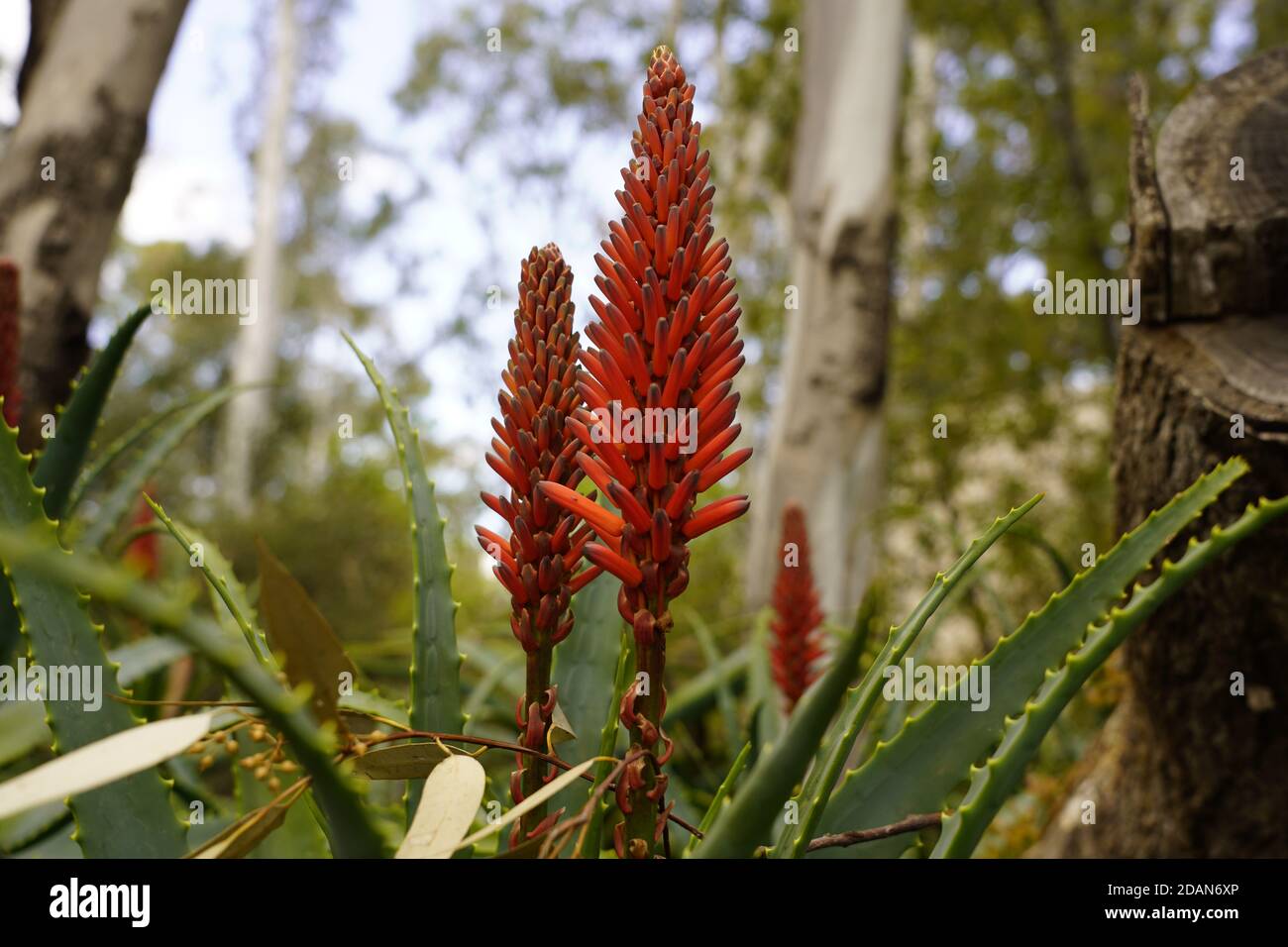 succulente aloe luminoso poker rosso come fiori Foto Stock