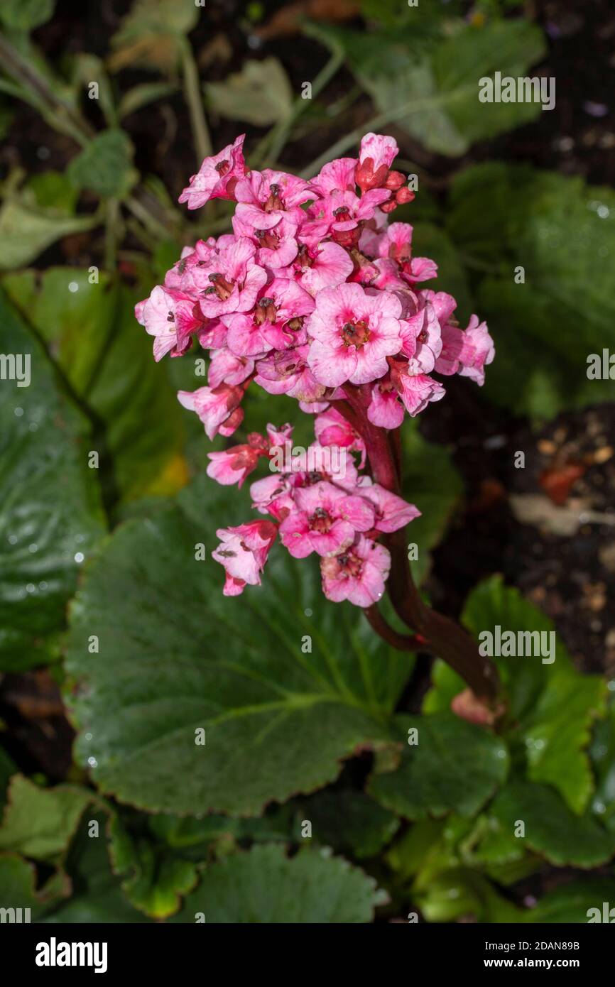 Begonia Eden’s Magic Giant primo piano giardino naturale fiore di piante verticale Foto Stock