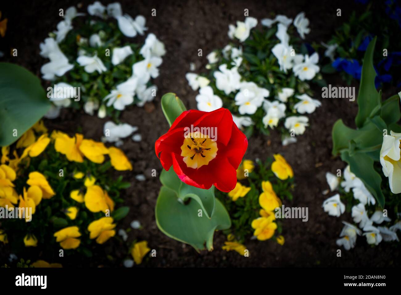 Red tulip da sopra Foto Stock