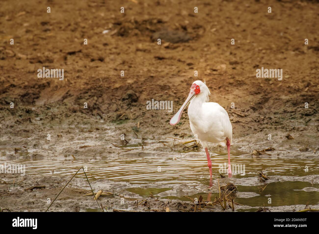 African spoonbill (Platalea alba) che invecchia in acque poco profonde, Queen Elizabeth National Park, Uganda. Foto Stock