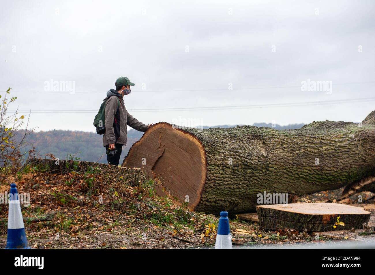 Aylesbury vale, Buckinghamshire, Regno Unito. 14 novembre 2020. Un fotografo locale della natura è molto sconvolto per vedere che HS2 ha distrutto un enorme vecchio albero di quercia ieri che si ritiene di avere più di 300 anni. È stato ridotto per consentire l'accesso degli autocarri a un sito temporaneo per HS2. In scene che ricordano una zona di guerra, vicino antico bosco Grim's Ditch è stato tagliato anche da HS2. Il contentissimo collegamento ferroviario ad alta velocità HS2 mette a rischio 108 boschi antichi, 33 SSSI e 693 siti di fauna selvatica. Credit: Maureen McLean/Alamy Live News Foto Stock