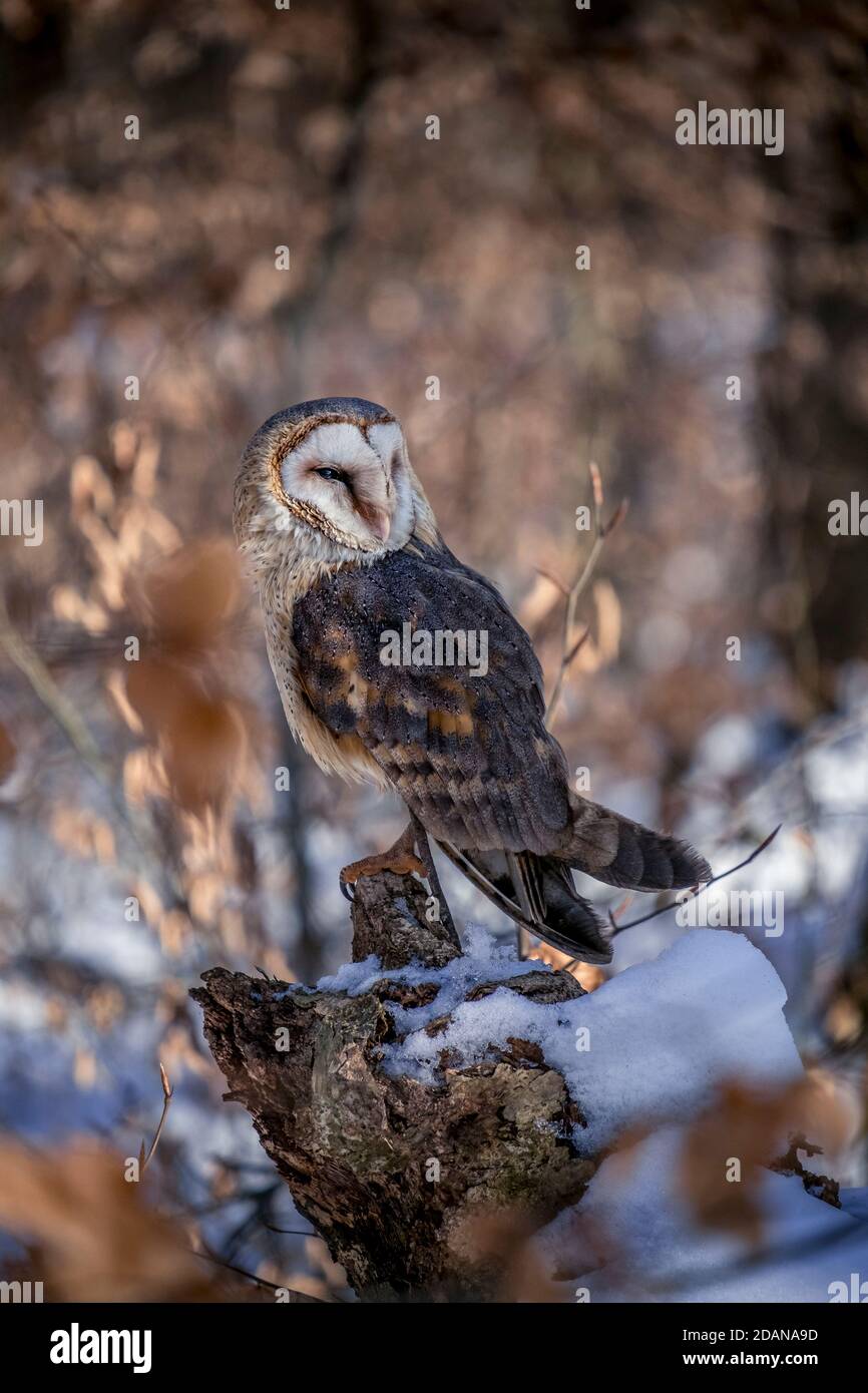 Wise owl bokeh Foto Stock