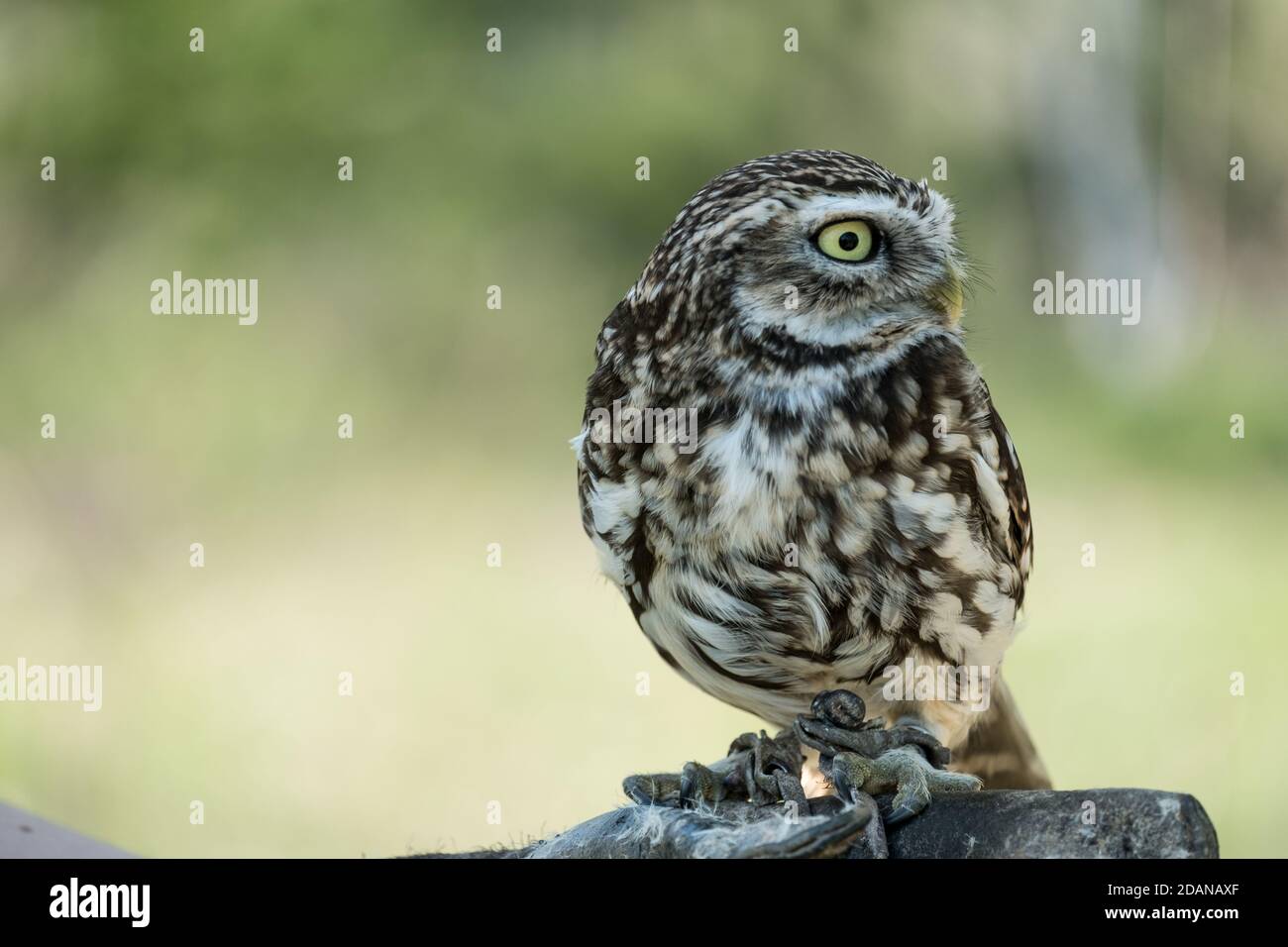 Athene Noctua aka Little Owl Foto Stock