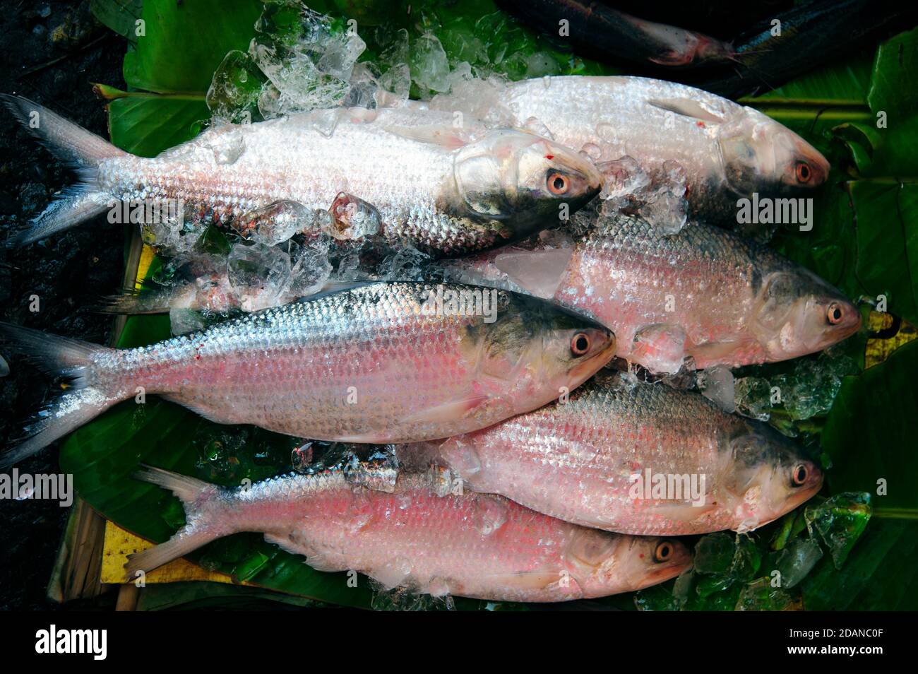 Primo piano di sei pesci d'argento freschi su un letto Di ghiaccio in un mercato alimentare di Yangon Myanmar Foto Stock